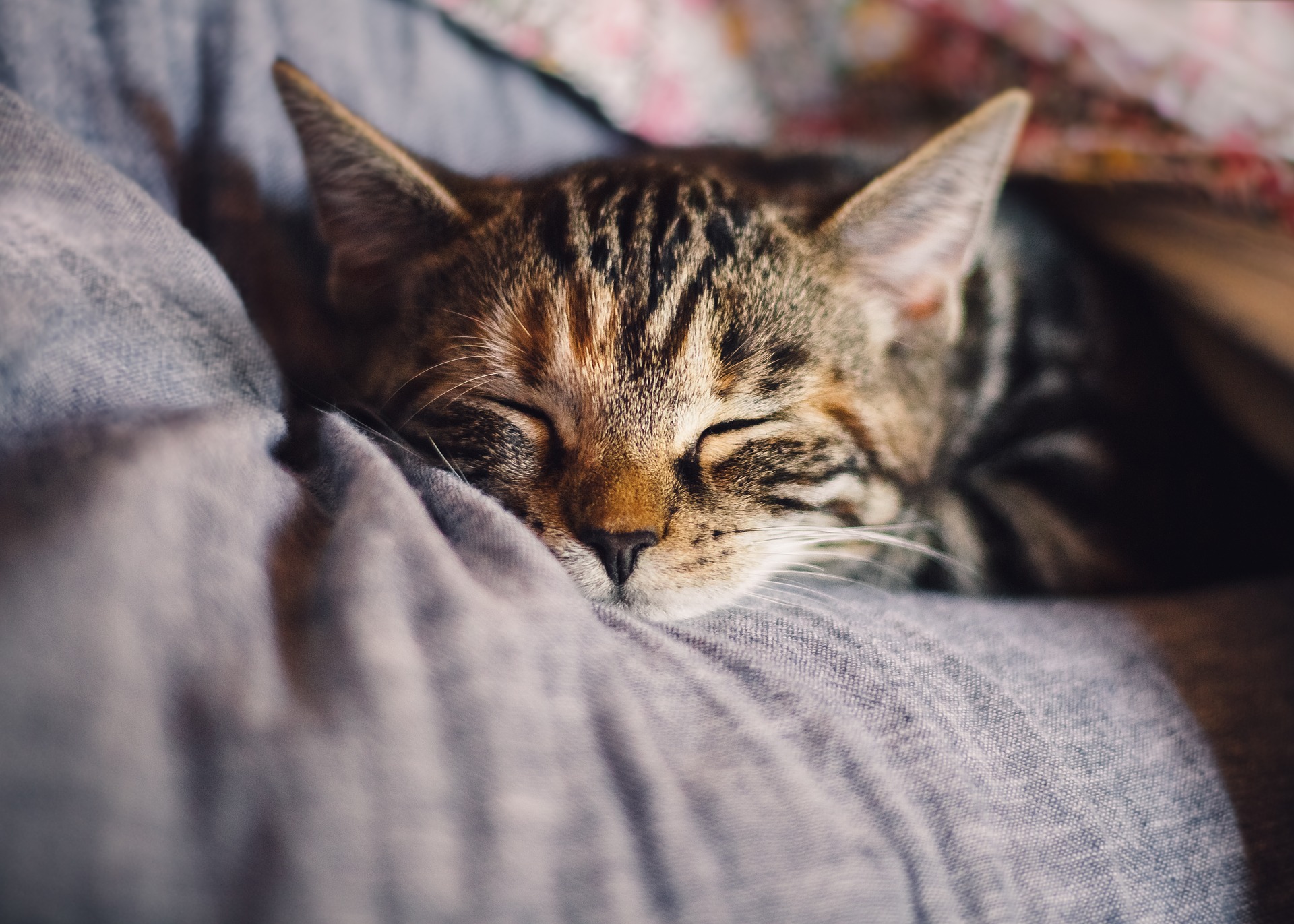 cat-4189697_1920