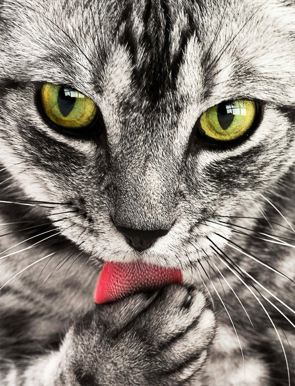 tabby-114782_1280