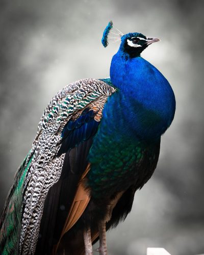 peacock-816981_1920