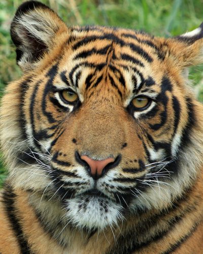 tiger-165189_1280