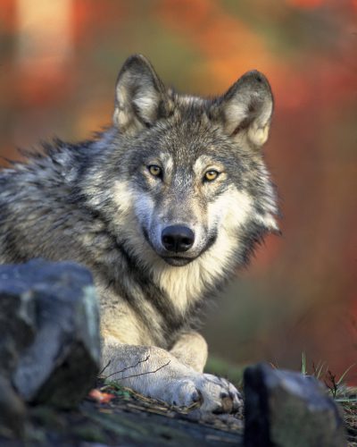 wolf-62898_1920